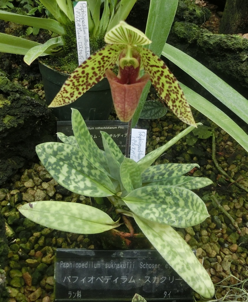 パフィオペディルム・スカクリー