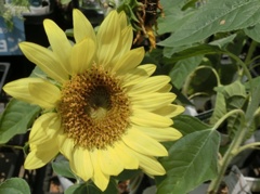 コンパクトヒマワリD