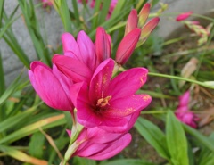 イキシアL