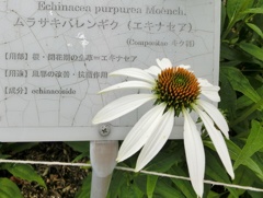 エキナセアA