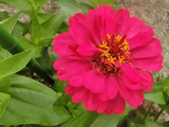 百日草30