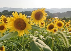 ヒマワリが一杯B