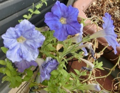 ペチュニアU