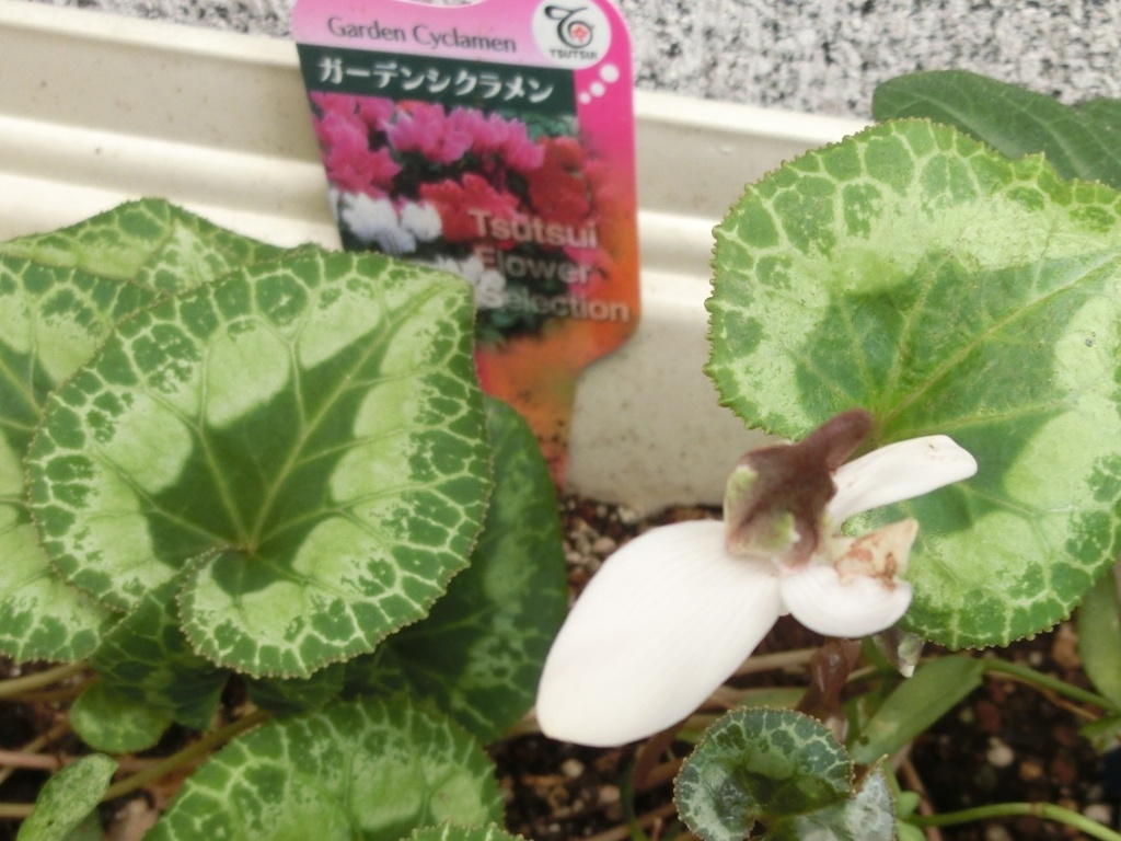 シクラメン