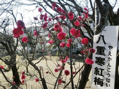 ヤエカンコウバイC