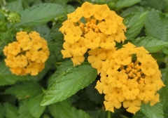 ランタナI