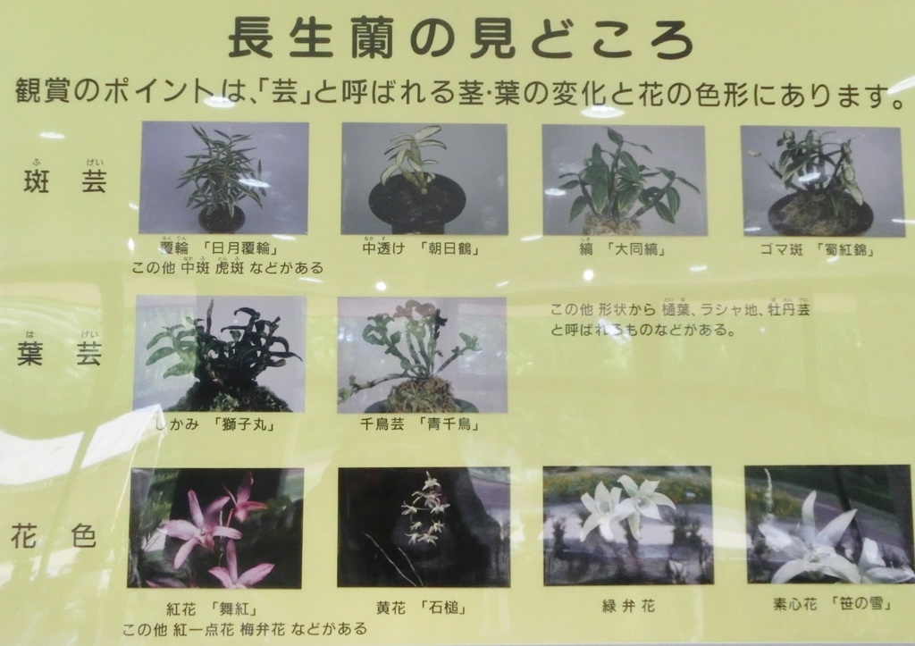 長生蘭の見どころ