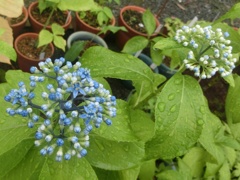 ジョウザンアジサイA