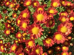 菊33