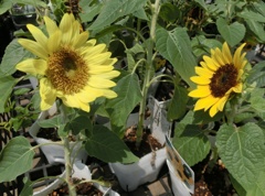 コンパクトヒマワリG