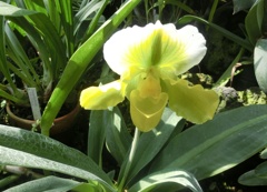 パフィオペディルム・ヨシコヤマモト