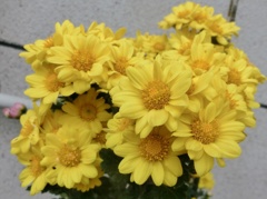 菊24