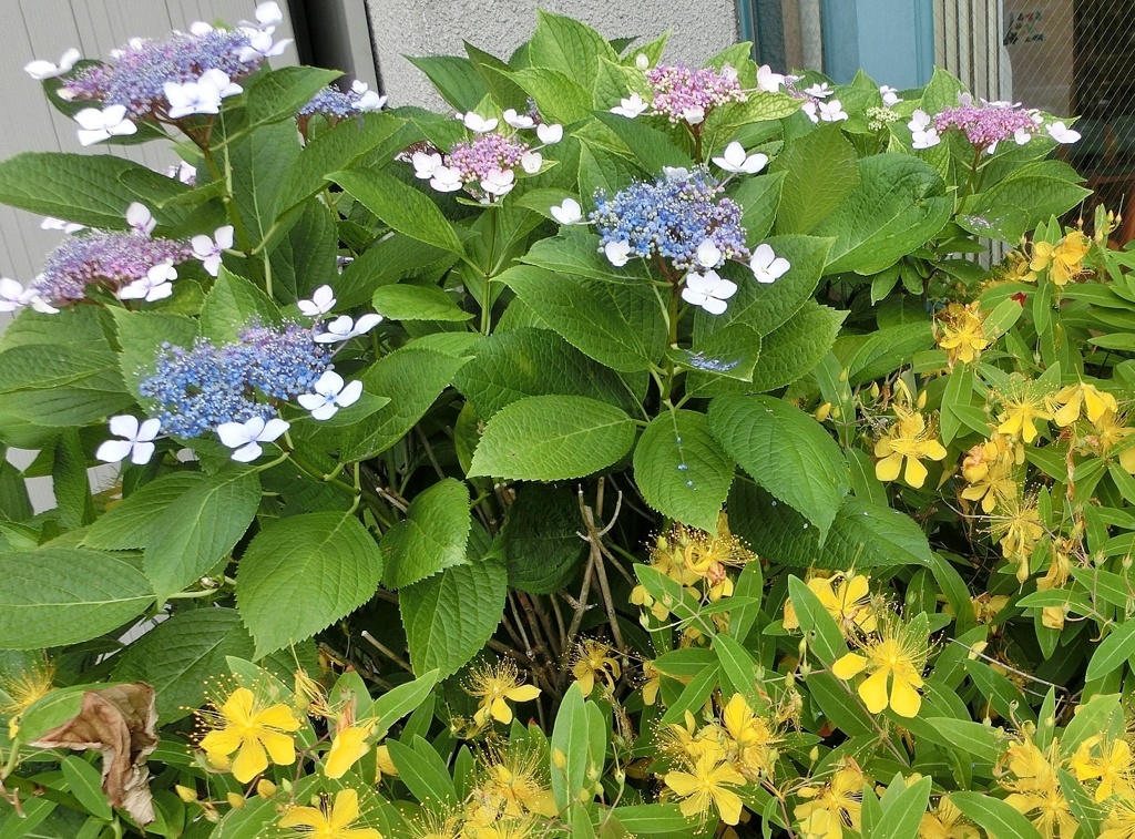 紫陽花と美容柳B