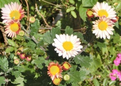 菊37