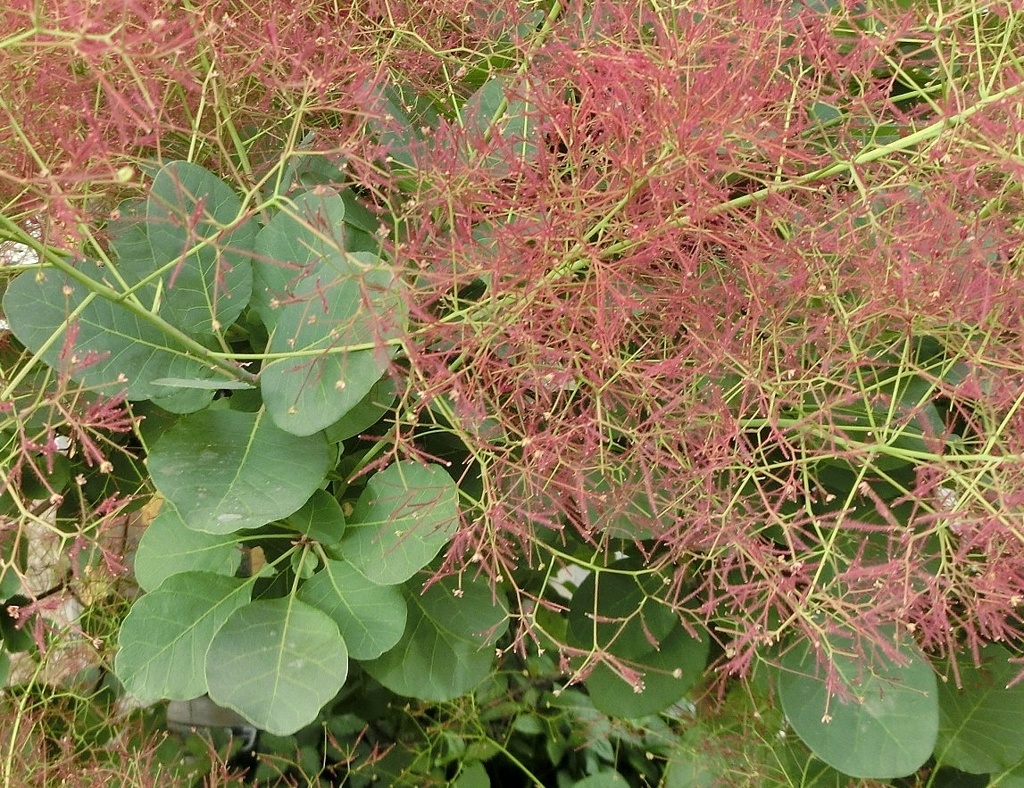 スモークツリーD