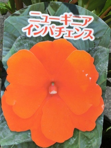 インパチェンスB