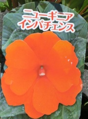 インパチェンスB