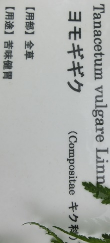 ヨモギギク花名札