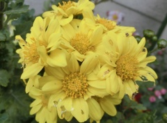 菊20