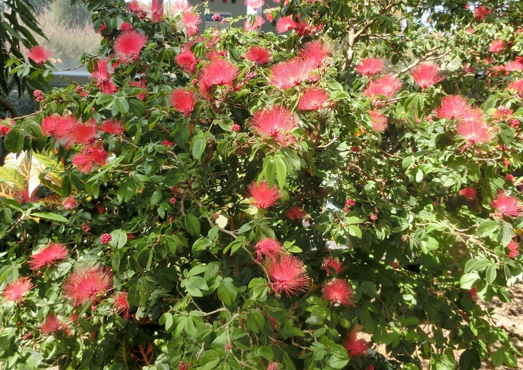 カリアンドラ・B