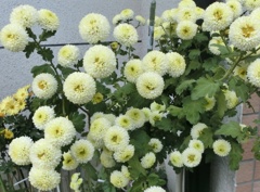 菊18