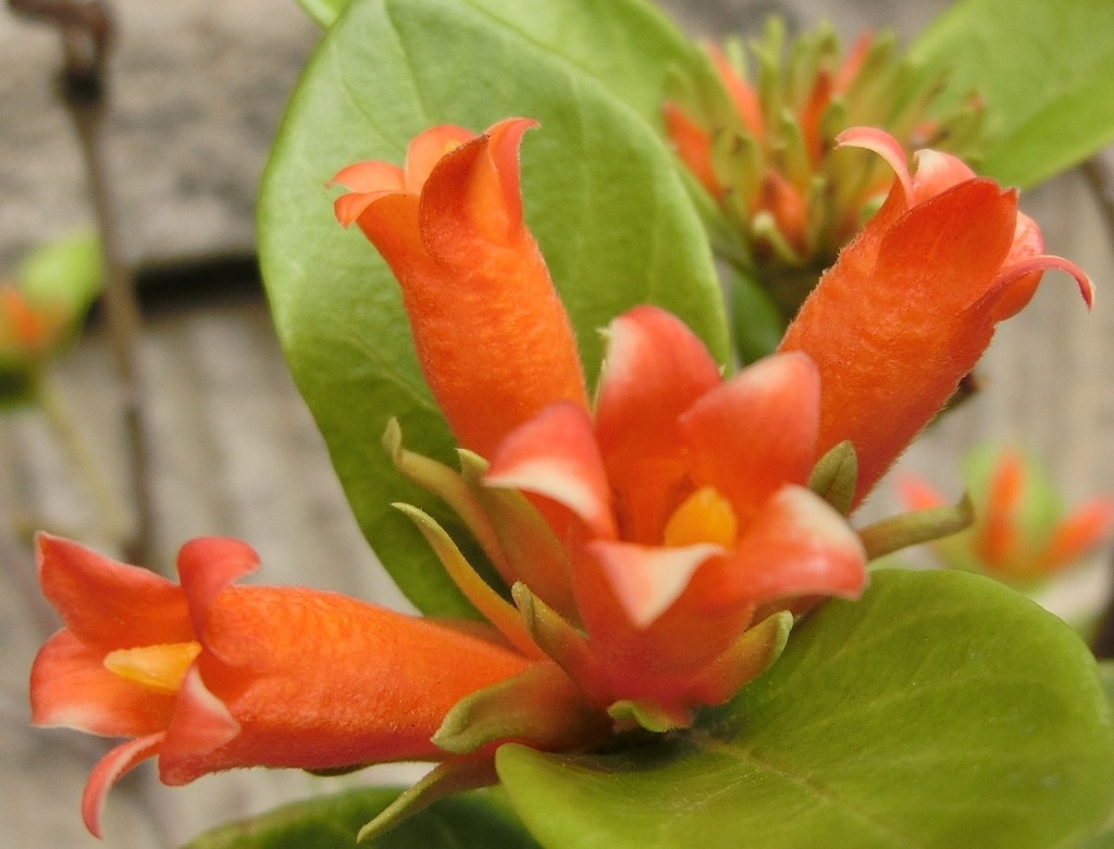 バーチェリア・ブバリナE