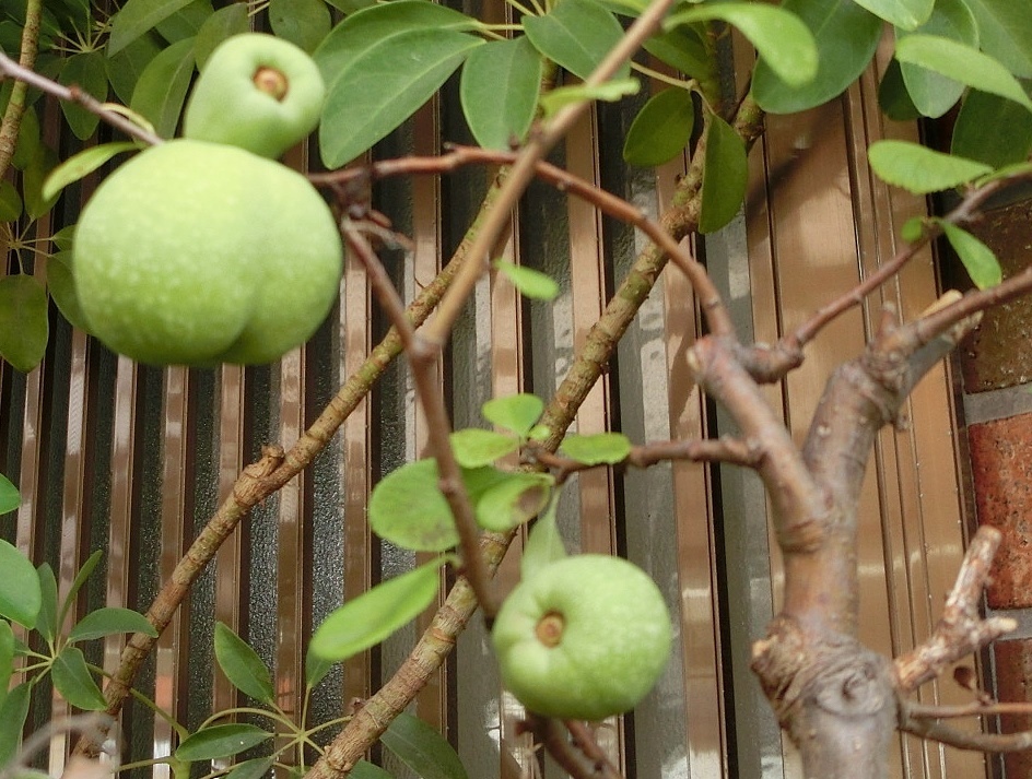 我家のボケの実