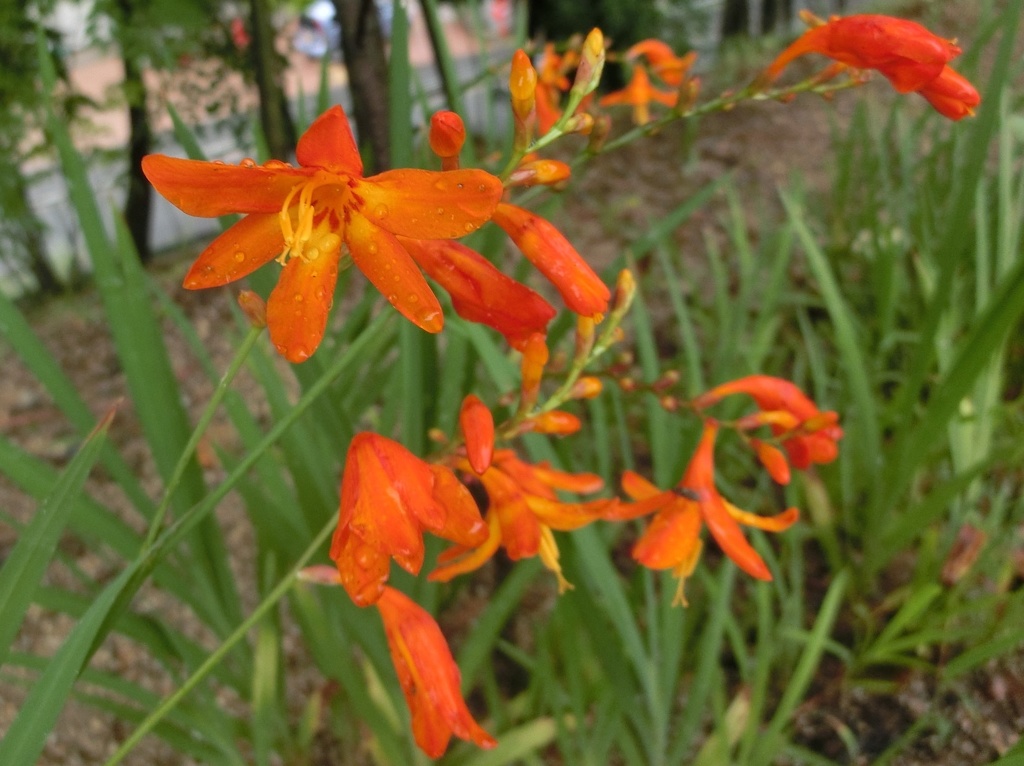 ヒメヒオウギズイセンA