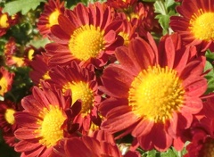 菊34