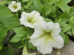 ペチュニアE