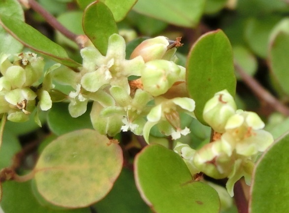 ワイヤープランツA