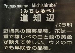 ミチシルベ名札