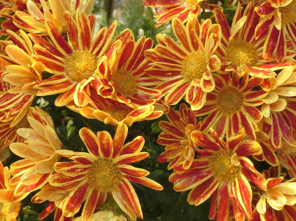 菊02