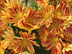 菊02