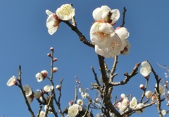 ホウリュウカクC