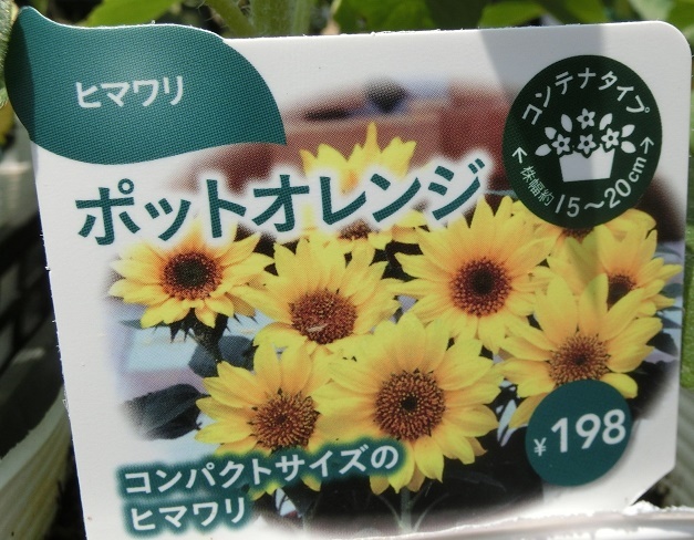 コンパクトヒマワリA