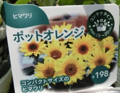 コンパクトヒマワリA