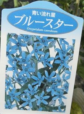 ブルースター花名札