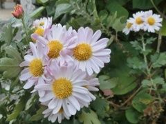 菊30
