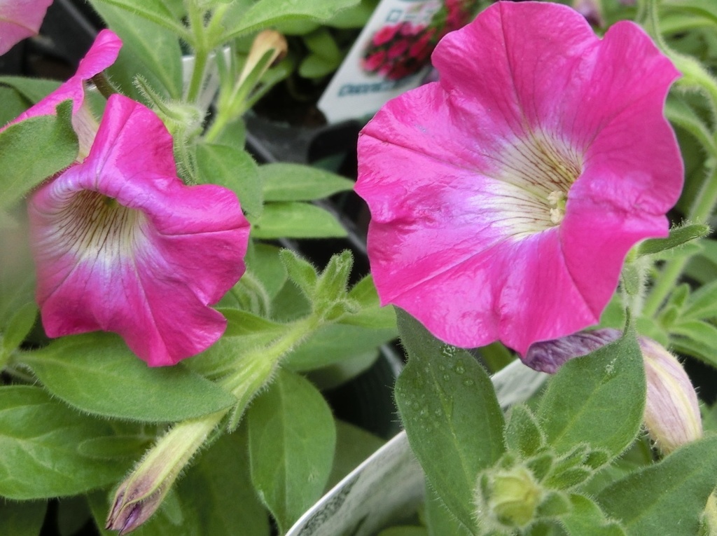 栄養系ペチュニアローズC