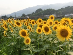 ヒマワリが一杯F