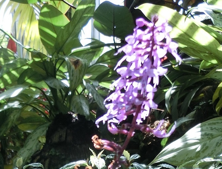 ステノグロッティス・ロンギクB