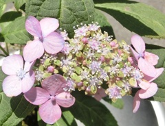 ヤマアジサイB