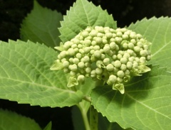 紫陽花ツボミ