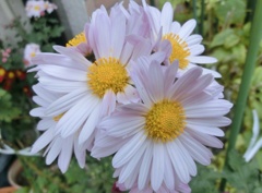 菊19