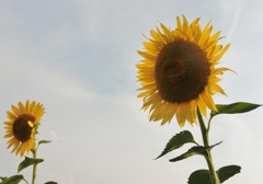 ヒマワリが一杯D
