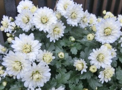 菊25