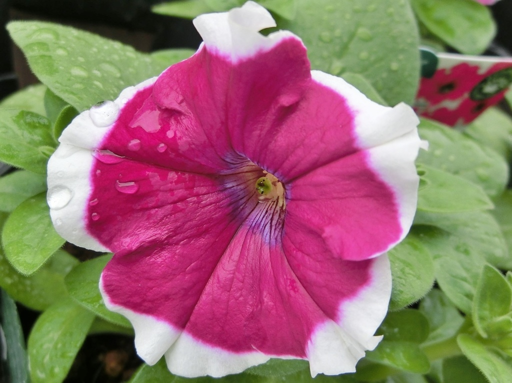 ワインピコティーA