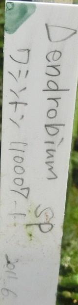 デンドロビウム・ワシントン花名札