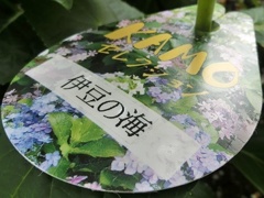 紫陽花・伊豆の海名札
